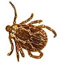 5. Arácnido de pequeño tamaño que muerde para chupar la sangre y es transmisor de graves enfermedades. Frecuente en los perros y otros animales domésticos y puede pasar a nuestro cuerpo en las zonas cubiertas de pelo.