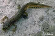 Tritón