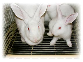 Animales de laboratorio
