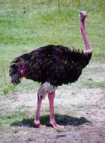 Avestruz, aves corredoras