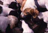 cachorros mamando