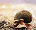 Caracol de tierra, molusco gasterópodo