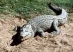 cocodrilo, reptil del orden crocodylia