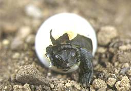 Eclosión de un huevo de reptil