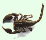 escoprpión, artrópodo arácnido