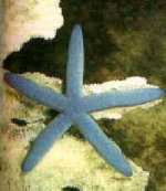 estrella de mar, equinodermo asteroideo