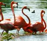 flamencos, aves voladoras