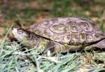 galápago, reptil quelónido