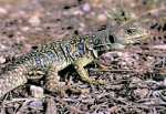 Lagarto ocelado. reptil del orden squamata