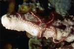 ofiura, equinodermo ofiuroideo