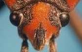 Insecto