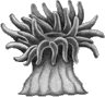 Filum Cnidarios, pólipos