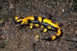 Salamandra, anfibio ureodelo