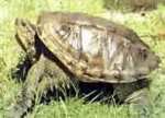 Tortuga