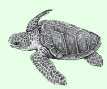 Reptil