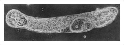 Imagen tomada de http://www.educa.aragob.es/iescarin/depart/biogeo/varios/BiologiaCurtis/Seccion%25205/31-26a.jpg&imgrefurl=http://www.educa.aragob.es/iescarin/depart/biogeo/varios/BiologiaCurtis/Seccion%25205/5%2520-%2520Capitulo%252031.htm&h=155&w=428&sz=14&hl=es&start=4&tbnid=0AyZScJrfF71cM:&tbnh=46&tbnw=126&prev=/images%3Fq%3Dmicroscopio%2Bde%2Bcontraste%2Bde%2Bfase%26gbv%3D2%26svnum%3D10%26hl%3Des