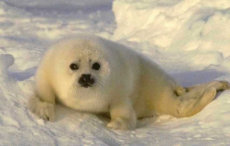 Foca. Vetebrado, Cordata
