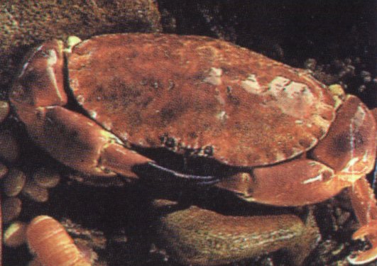 Crustacea