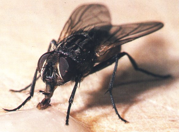 Mosca doméstica