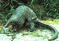 El pangolín es un mamífero del orden Folidotos.