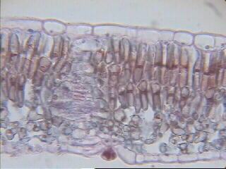 Parénquima clorofílico en empalizada visto a microscopio de fondo claro. Imagen De Mier y Leva.