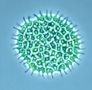 pediastrum.jpg