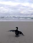 Cormoran, fotos de Greenpeace