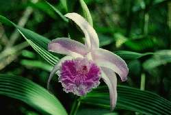 Orquídea