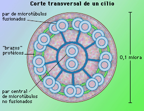"Cilio"