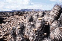 desierto.gif