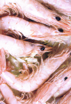 gambas.gif