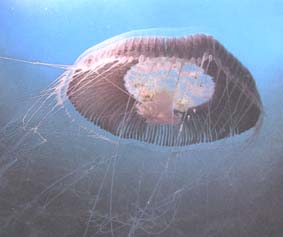 "Medusas"
