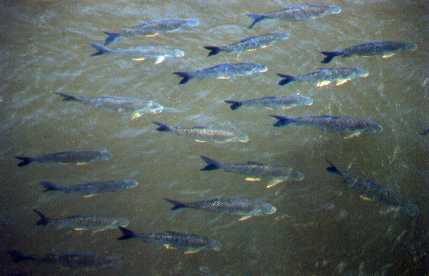 peces.jpg