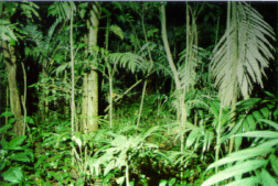 selva.gif