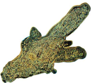 "Pseudópodo"
