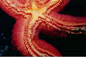 Cara inferior de una estrella de mar