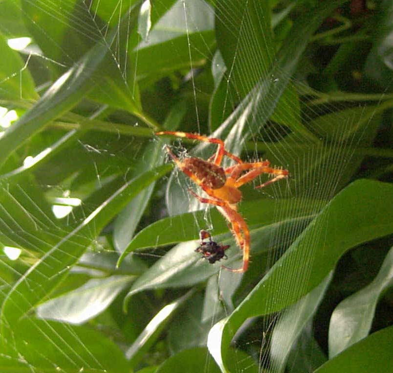 Araña cazando con su tela. Imagen: De Mier y Leva.
