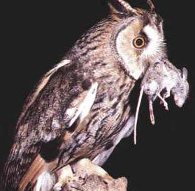 El pico de las rapaces permite arrancar la carne sin necesidad de tener dientes. Las garras de las patas agarran con fuerza la presa.