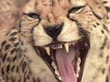 dientes2.jpg