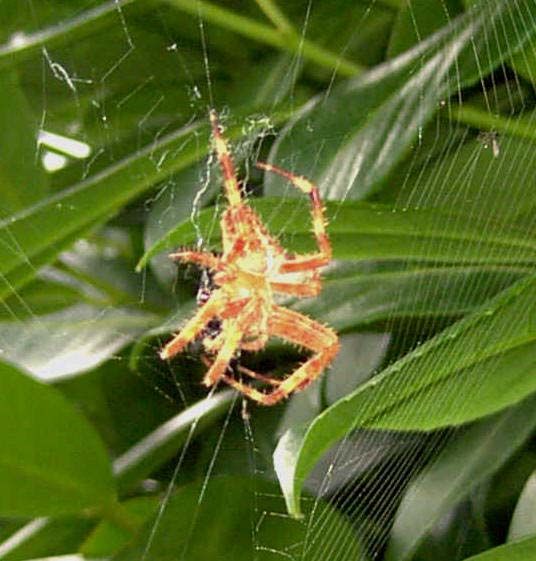 Araña comiendo su presa. Imagen: De Mier y Leva.
