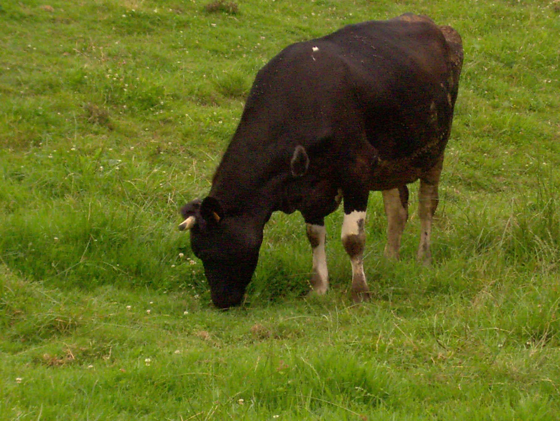 Vaca pastando. Imagen: De Mier y Leva.