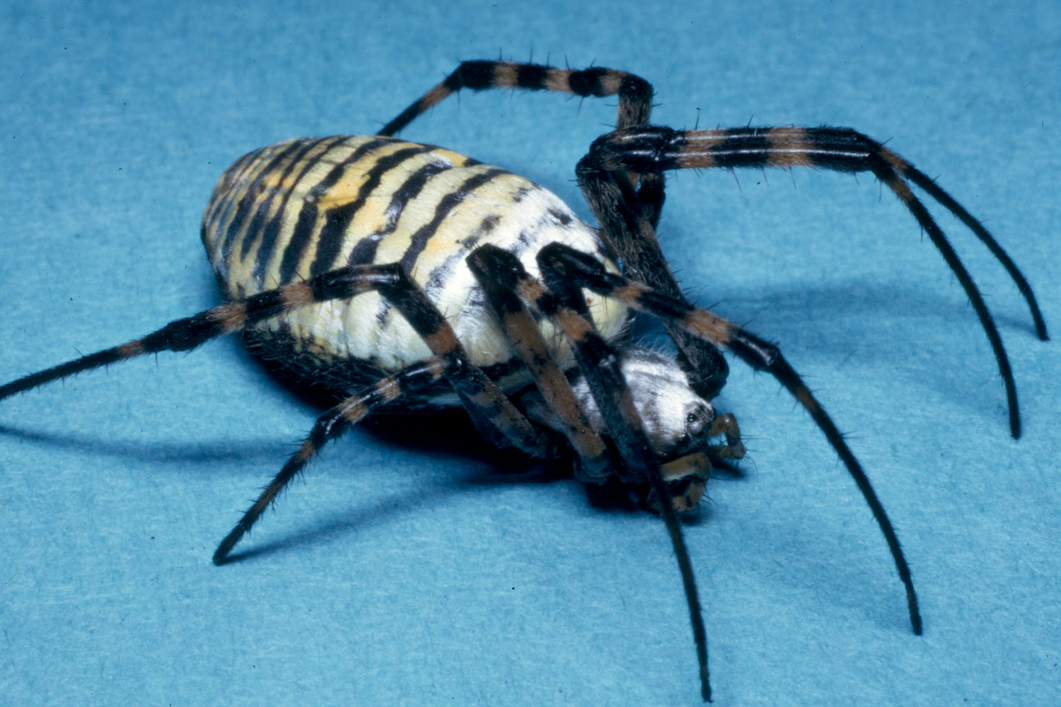 Araña de jardín