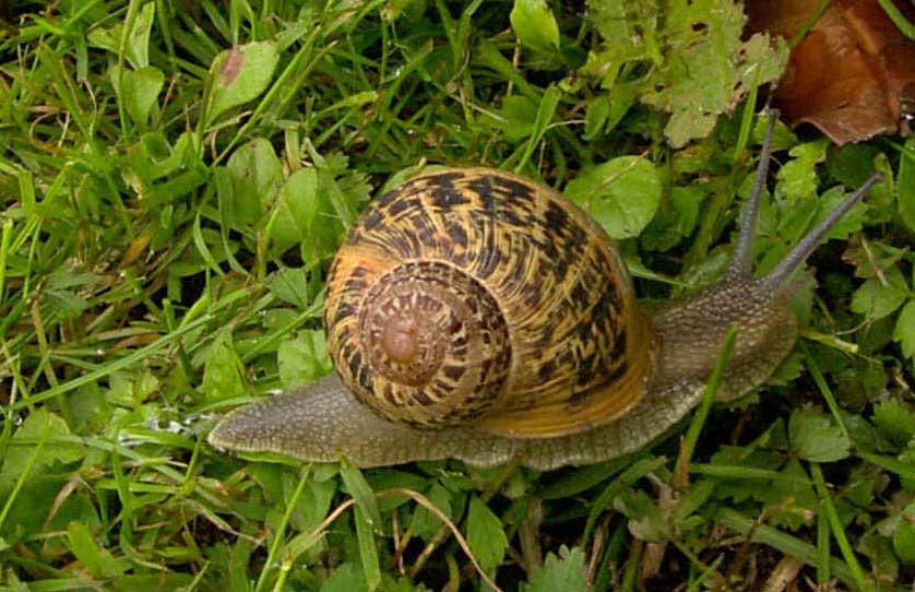 El caracol de las huertas utiliza metanefridios para expulsar productos de desecho. Imagen: De Mier y Leva.