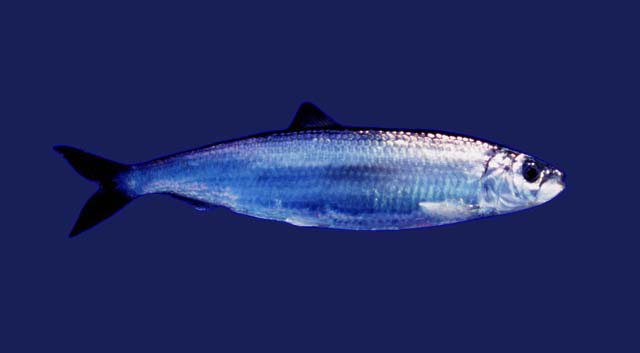 Los peces poseen unos riñones muy primitivos que recorren dorsalmente todo su cuerpo
