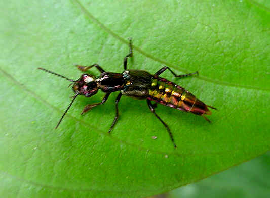 Los insectos poseen tubos de Malpigio
