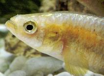 Los peces óseos son amoniotélicos