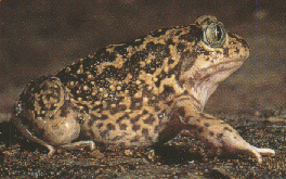 Las ranas poseen distintos tipos de riñones, según sean renacuajos o adultos. Ambos tipos son estructuras primitivas.