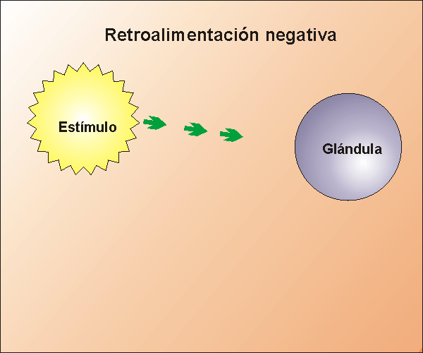 Funcionamiento de la retroalimentación negativa