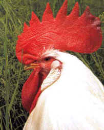 La cresta de un gallo está generada por un tejido conjuntivo muy desarrollado por la presencia de una hormona.