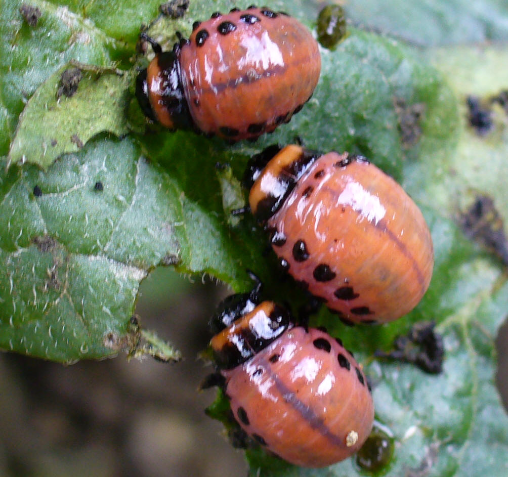 Larvas del escarabajo de la patata